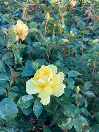 Climbing Rose yellow 'Arthur Bell' - 1 o 2 bare root - Free delivery within the UK
