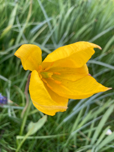 Tulip bulbs batalinii 'Bright Gem' - 10, 15 or 20 bulbs - Free delivery within the UK