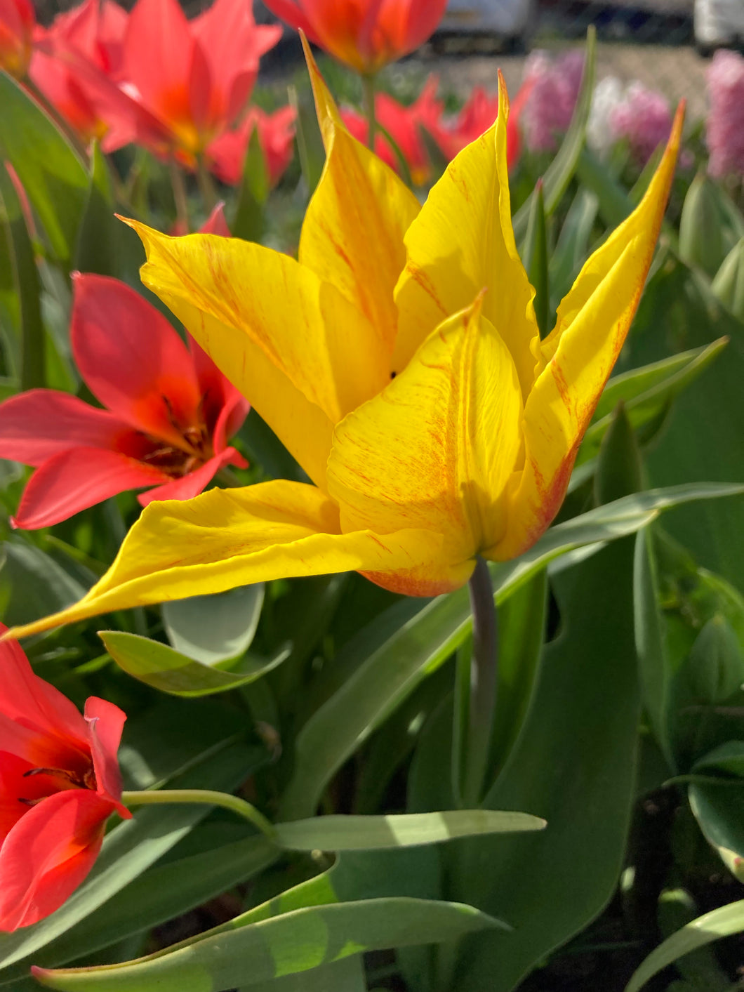 Mixed colours of Greigii Tulip- 10, 20 or 30 bulbs - Free delivery within the UK