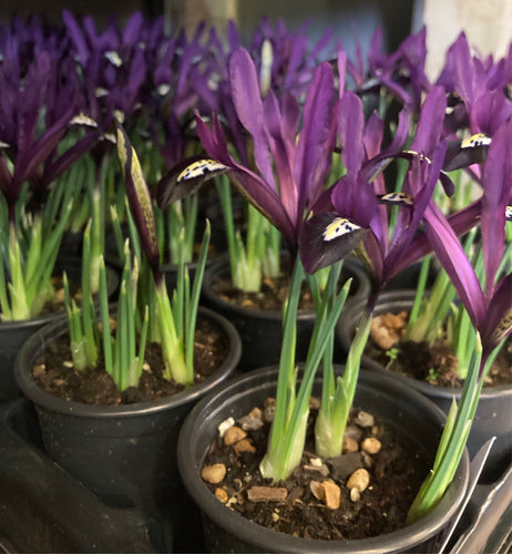 Dwarf Iris 'Pauline' (Iris reticulata) 10, 15, 25 or 50 bulbs - Free delivery within the UK