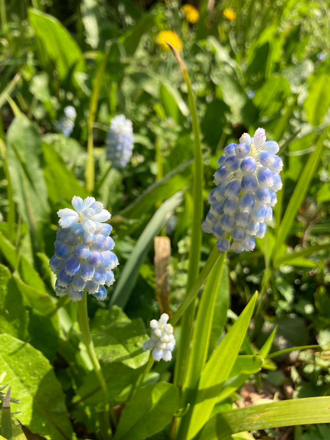 Grape Hyacinth 'Peppermint' (Muscari) 5, 10 or 20 bulbs - Free delivery within the UK