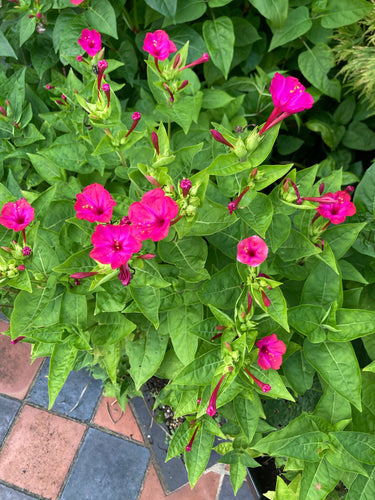 Japanese Wonder Flower / Marvel of Peru (Mirabilis Jalapa) - 1 or 3 tubers - Free delivery within the UK