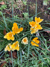 Load image into Gallery viewer, Crocus &#39;Dorothy&#39; 10, 20, 30 or 50 bulbs - Free delivery within the UK