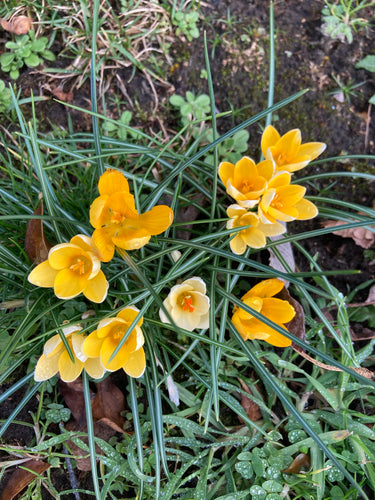Crocus 'Dorothy' 10, 20, 30 or 50 bulbs - Free delivery within the UK
