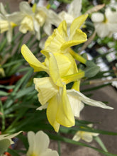Load image into Gallery viewer, Narcissus 'Pipit' - 10 bulbs - Free delivery within the UK