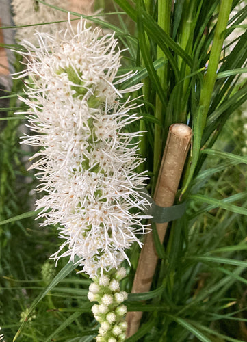 White Button Snakewort (Liatris spicata 'Alba') - 2 tubers - Free delivery within the UK