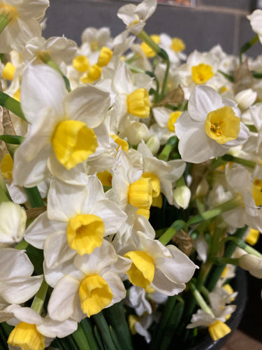 Daffodil 'Canaliculatus' (Narcissus torzetta) 5, 10 or 30 bulbs - Free delivery within the UK