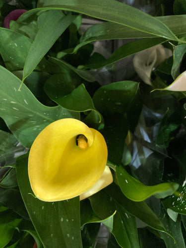 Yellow 'Florex Gold' Calla Lily (Tuber) FREE UK Delivery