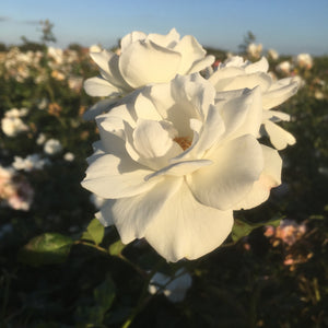 Climbing Rose white 'Iceberg' - 1 or 2 bare root - Free delivery within the UK