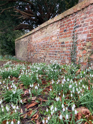 Greek Snowdrop (Galanthus ikariae) 10, 15, 25, 50 or 100 bulbs