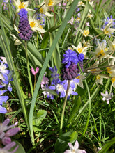 Load image into Gallery viewer, Glory of the Snow 'Pink Giant' (Chionodoxa forbesii) 10, 20 or 50 bulbs