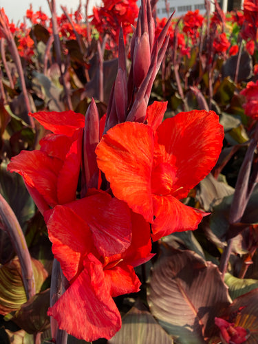 Dwarf Canna Lily 'Corail' with brown leaves - 1, 2 or 3 tubers - Free delivery within the UK