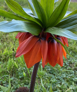 Crown Imperial 'Rubra Maximus' (Fritillaria imperialis) 2, 3 or 5 bulbs