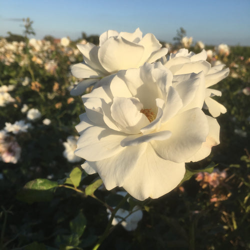 Climbing Rose 'Iceberg' - 2 bare root - Free delivery within the UK