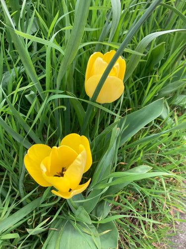 Tulip bulbs yellow and black 'Golden Parade' - 10 bulbs - Free delivery within the UK