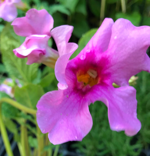 3 x Purple Hardy Gloxinia 'Incarvillea Delavayi' (Tuber) FREE UK Delivery