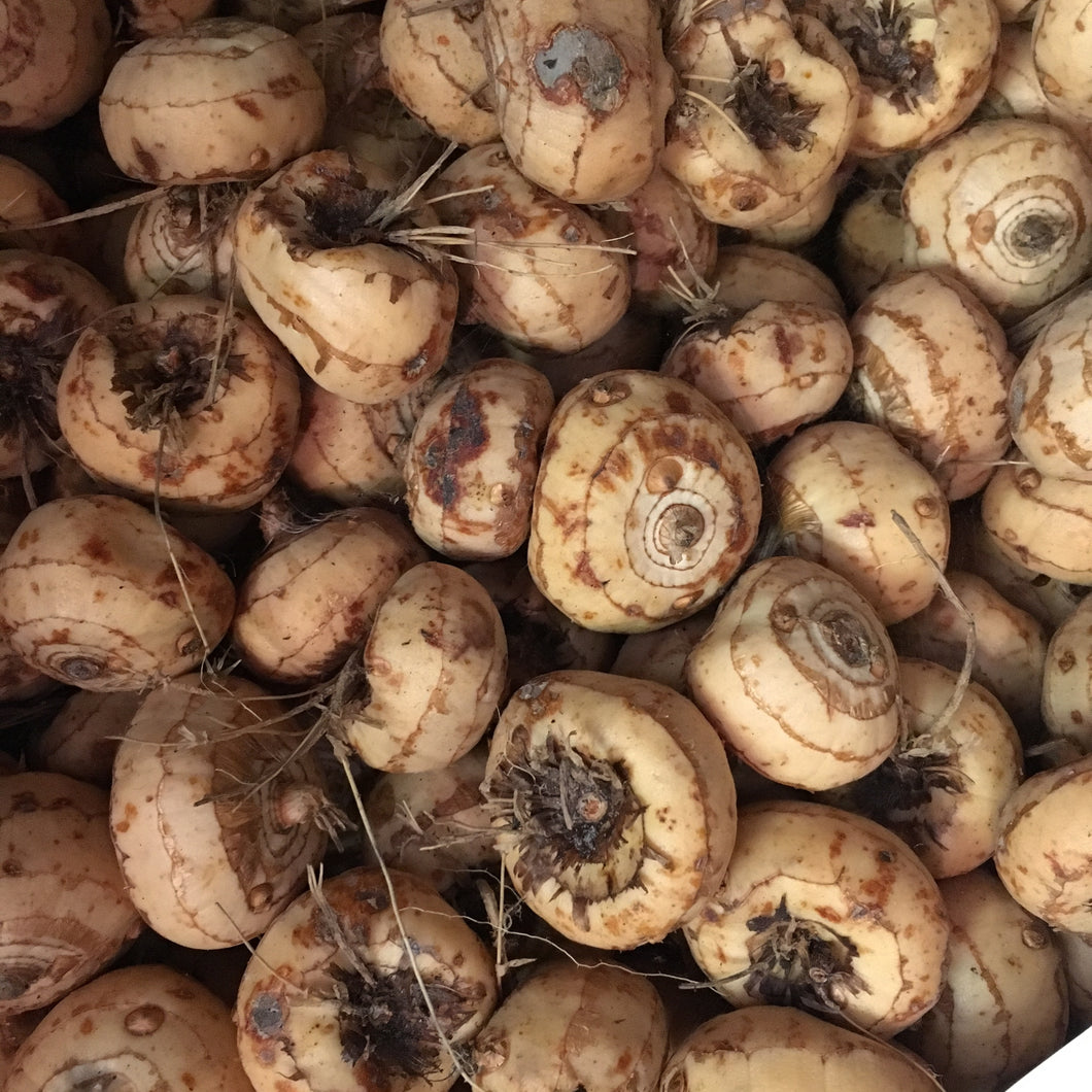 Montbretia 'Lucifer' (Crocosmia) - 3, 5 or 10 corms - Free delivery within the UK