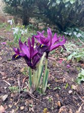 Load image into Gallery viewer, Dwarf Iris &#39;J S Dijt&#39; (Iris reticulata) 15 bulbs - Free delivery within the UK