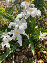 Load image into Gallery viewer, Glory of the Snow 'Alba' (Chionodoxa luciliae) 10, 20 or 50 bulbs