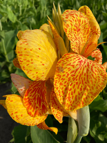 Canna Lily 'En Avant' with green leaves - 1, 2 or 3 tubers - Free delivery within the UK
