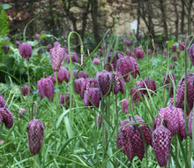 Load image into Gallery viewer, Snake's Head Fritillary (Fritillaria meleagris) - 5 or 10  bulbs - Free delivery within the UK