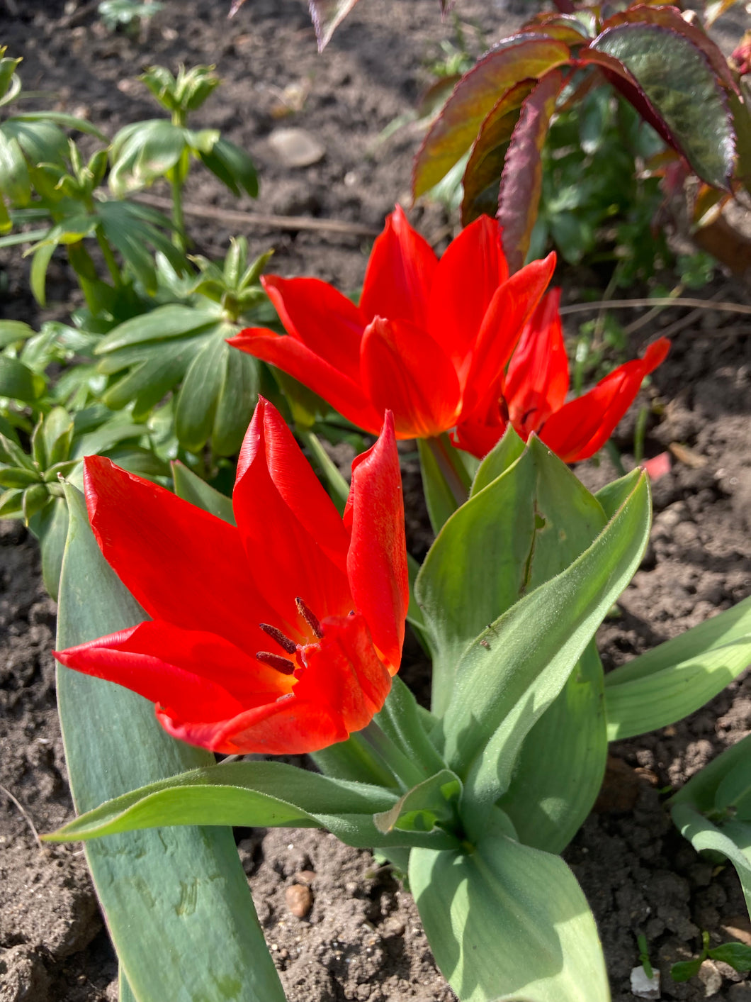 Tulip bulbs 'Oriental Beauty' - 10, 15 or 20 bulbs - Free delivery within the UK