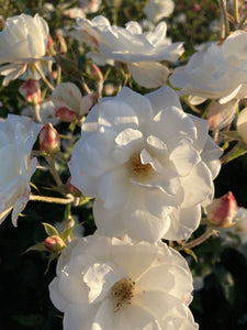 Floribunda Rose white 'Iceberg' - 2 bare root - Free delivery within the UK