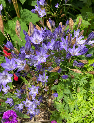 10 Triteleia Bulbs (Wild Hyacinth) (Free Postage UK) - Free delivery within the UK