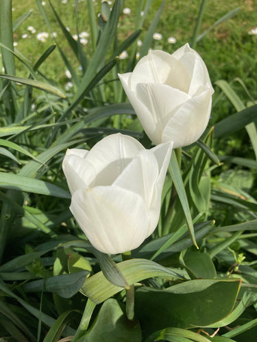 Tulip white 'Purissima' - 30 bulbs - Free delivery within the UK