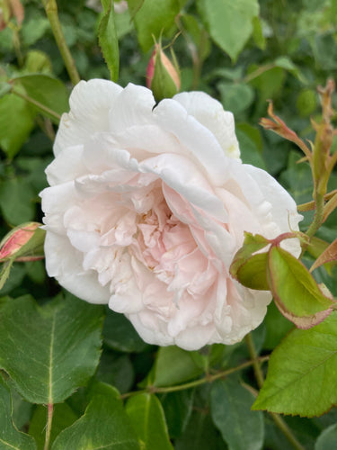 Climbing Rose white 'Madame Alfred Carriere' - 1 bare-root plant - Free delivery within the UK