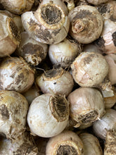 Load image into Gallery viewer, Hyacinth 'White Pearl' (Hyacinth orientalis) 3, 5, 10 or 20 bulbs - Free delivery within the UK