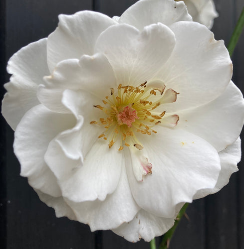 Floribunda Rose 'Margaret Merril' - 1 or 2 bare root - Free delivery within the UK