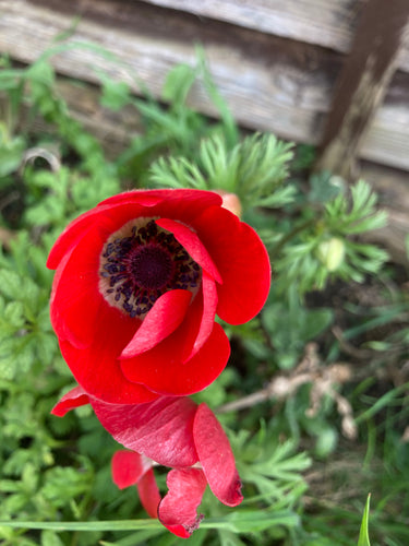 Red Anemone 'Hollandia' 5, 10 or 30 corms - Free delivery within the UK