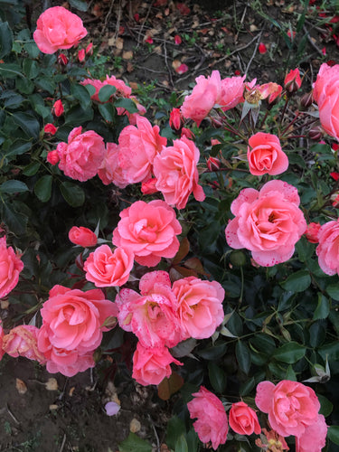 Hybrid Tea Rose 'Pink Favourite' - 1 or 2 bare root - Free delivery within the UK