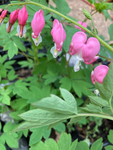 Pink Bleeding Heart Plant (Dicentra spectablis) - 1, 2 or 3 budding roots - Free delivery within the UK