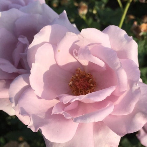 Hybrid Tea Rose 'Blue Moon' - 1 bare root - Free delivery within the UK