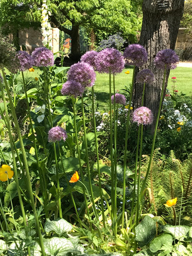 Ornamental Allium 'Gladiator' - 1, 2, 3 or 5 bulbs - Free delivery within the UK