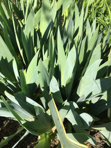 Pink Bearded Iris (Iris germanica) - 1, 3 or 5 rhizomes - Free delivery within the UK