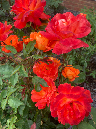 Floribunda Rose 'Super Trouper' - 1 or 2 bare root - Free delivery within the UK