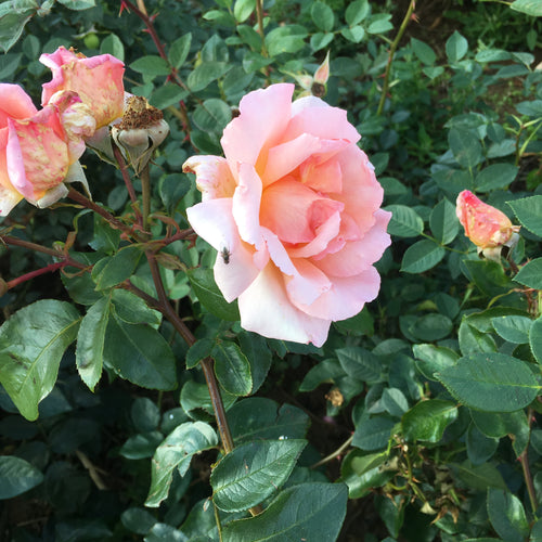 Peach coloured Climbing Rose - 1 or 2 bare root - Free delivery within the UK