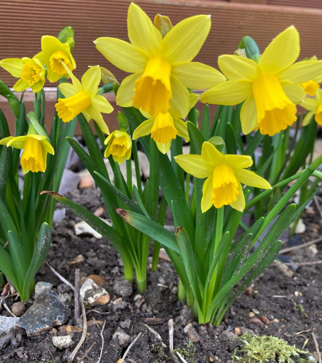 Dwarf Daffodil 'Tête-á-Tête' 5, 20 or 30 bulbs - Free delivery within the UK