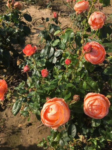 Orange Floribunda Rose - 1 bare root - Free delivery within the UK