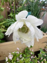 Load image into Gallery viewer, Anemone 'Mount Everest' (Anemone coronaria) 5, 10, 20 or or 30 corms - Free delivery within the UK