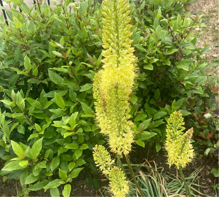 Yellow Foxtail Lily (Eremurus) - 1, 3 or 5 root crowns - Free delivery within the UK