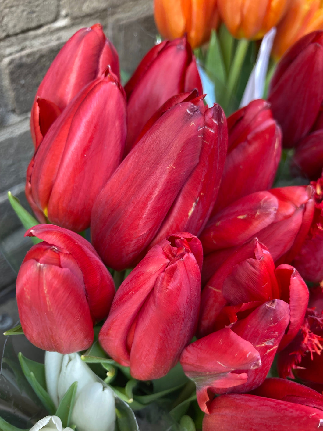 Tulip 'Calibra' - 10, 15 or 20 bulbs - Free delivery within the UK