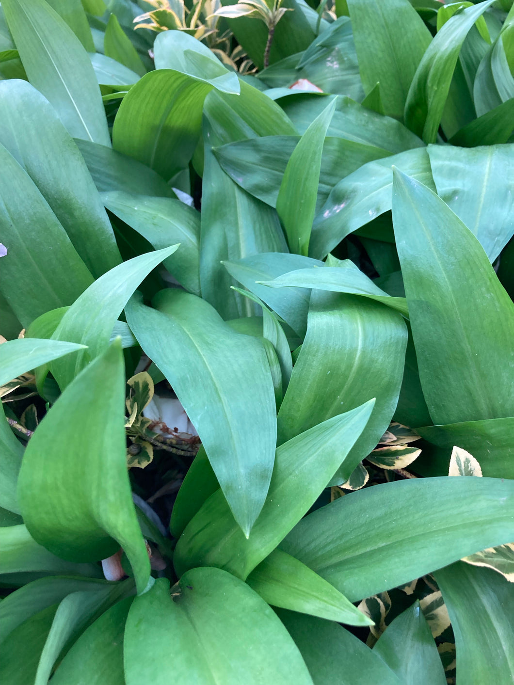 Allium 'Wild Garlic' (Allium ursinum) 1, 2 or 3 bulbs