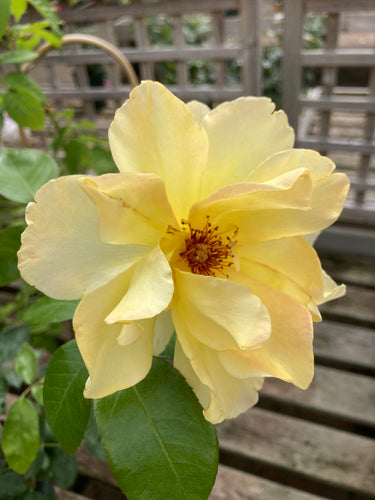 Climbing Rose yellow 'Golden Showers' - 1 or 2 bare root - Free delivery within the UK