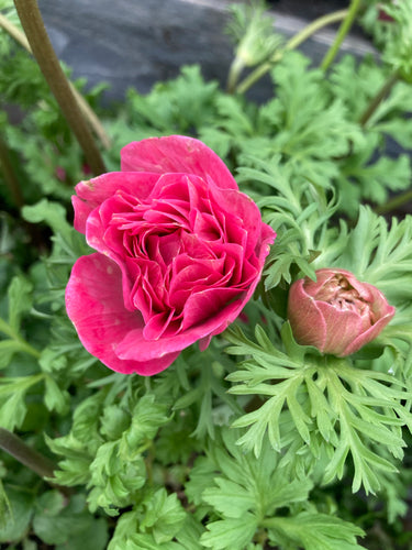 Anemone 'Syphide' (Anemone coronaria) 10 corms - Free delivery within the UK