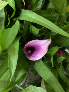 Calla Lily white and purple 'Picasso' (Zantedeschia) 1, 2 or 3 tubers