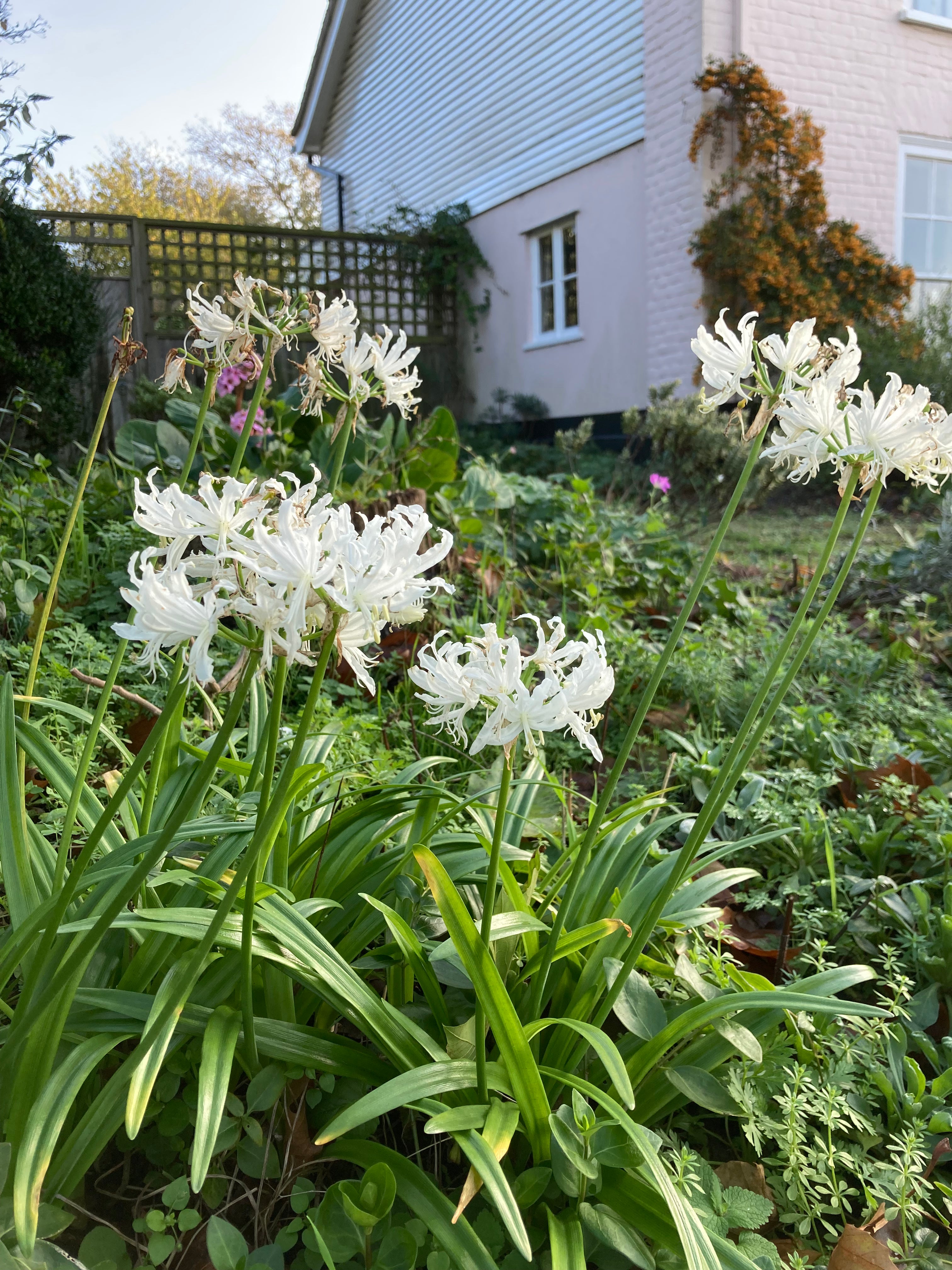 White Bowden Lily (Nerine bowdenii alba) - 1, 3 or 5 bulb - Free